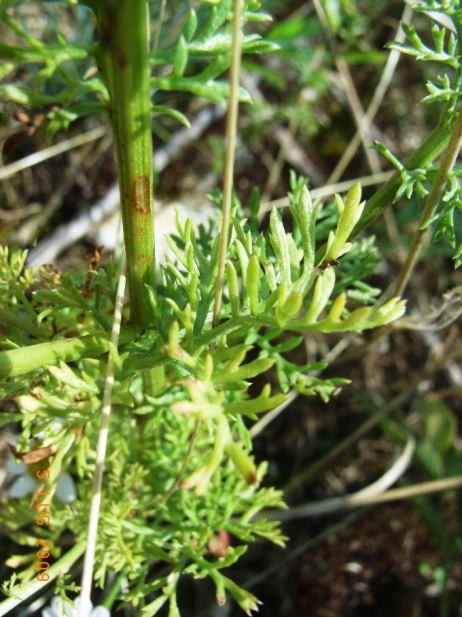 Anthemis?